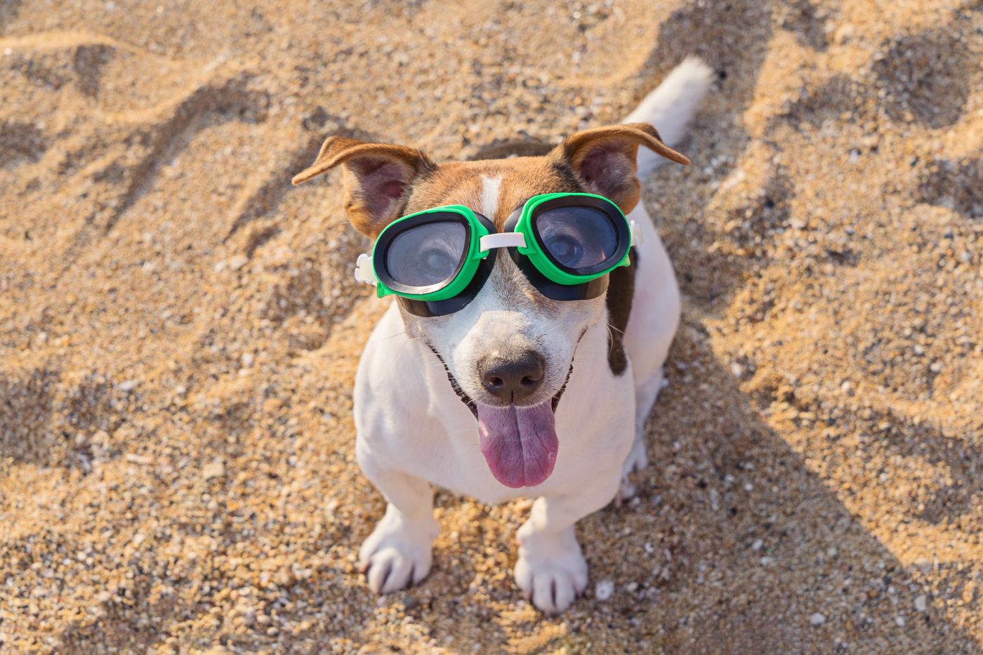 Dog wearing goggles