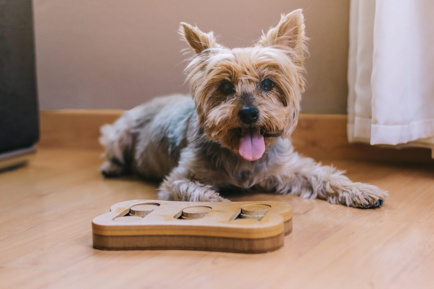 Dog with puzzle toy