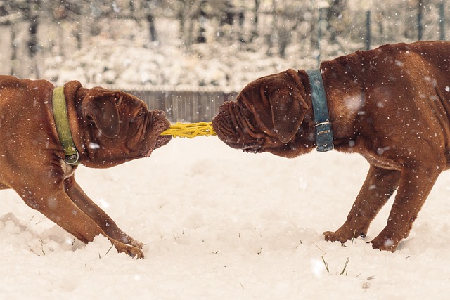 https://iheartdogs.com/wp-content/uploads/2023/06/Dogue-De-Bordeaux-1.jpg