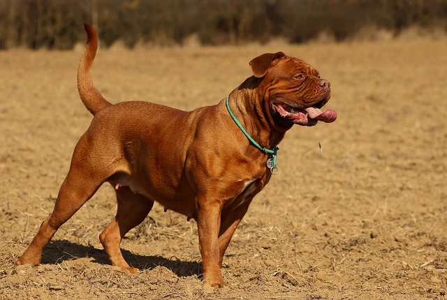 The 11 Best Potty-Training Products For Dogue De Bordeaux Puppies & Dogs