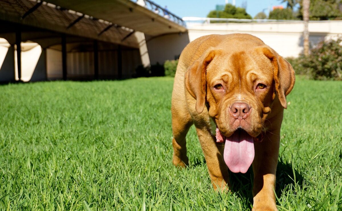 the best eye supplements for your Dogue De Bordeaux