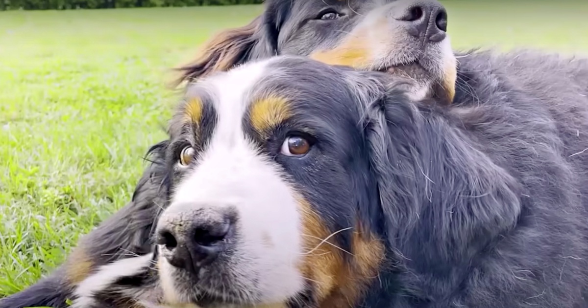 Puppy Wants To Comfort Sister Riddled With Grief But Couldn’t Win Her Over