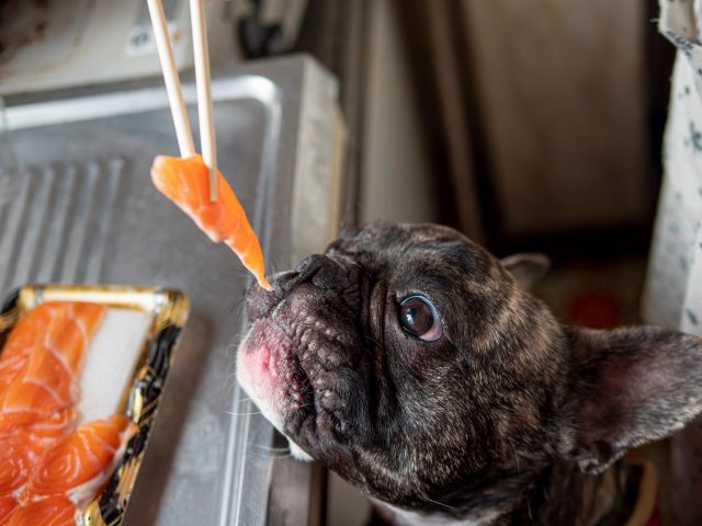 Feeding salmon to French Bulldog