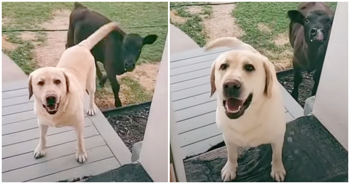 Pup’s Let Outside To Play, Comes Home With A Baby Cow To Meet Mom