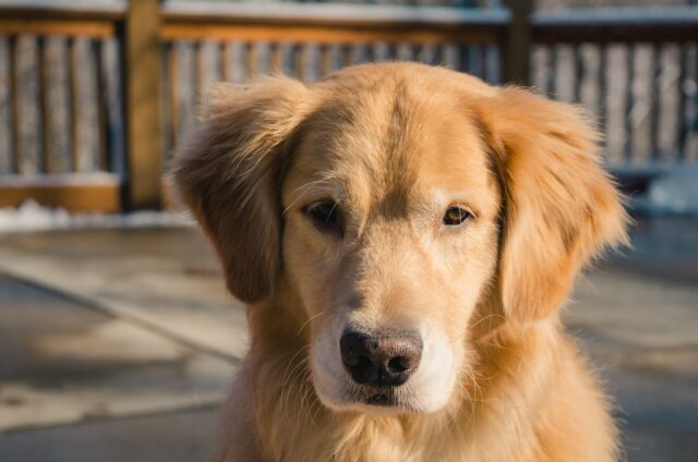 best eye supplements for Golden Retrievers