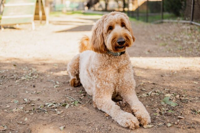 Frequently Asked Questions about Goldendoodles As Guard Dogs