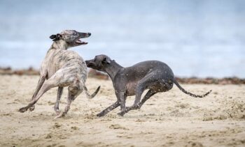 PetWireDaily — The Best 7 Greyhound Activity Trackers For 2026