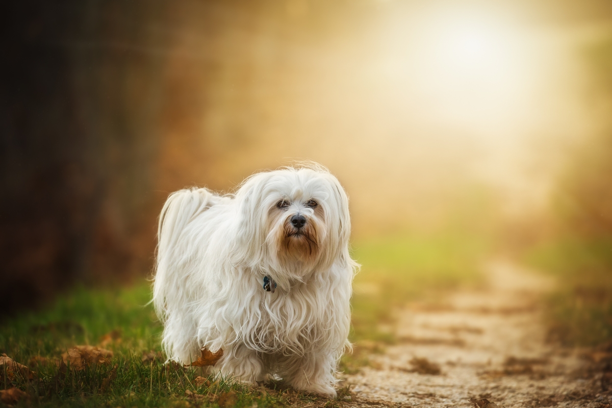 the best weight loss supplements for your Havanese