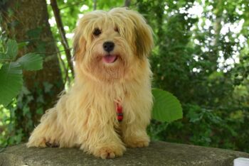 PetWireDaily — The Best 7 Havanese Activity Trackers For 2026