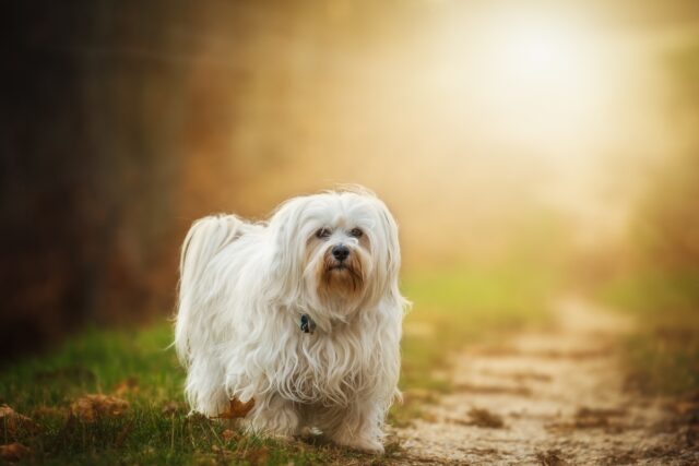 best weight loss supplements for Havanese