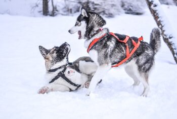 PetWireDaily — The Best 7 Husky Activity Trackers For 2026