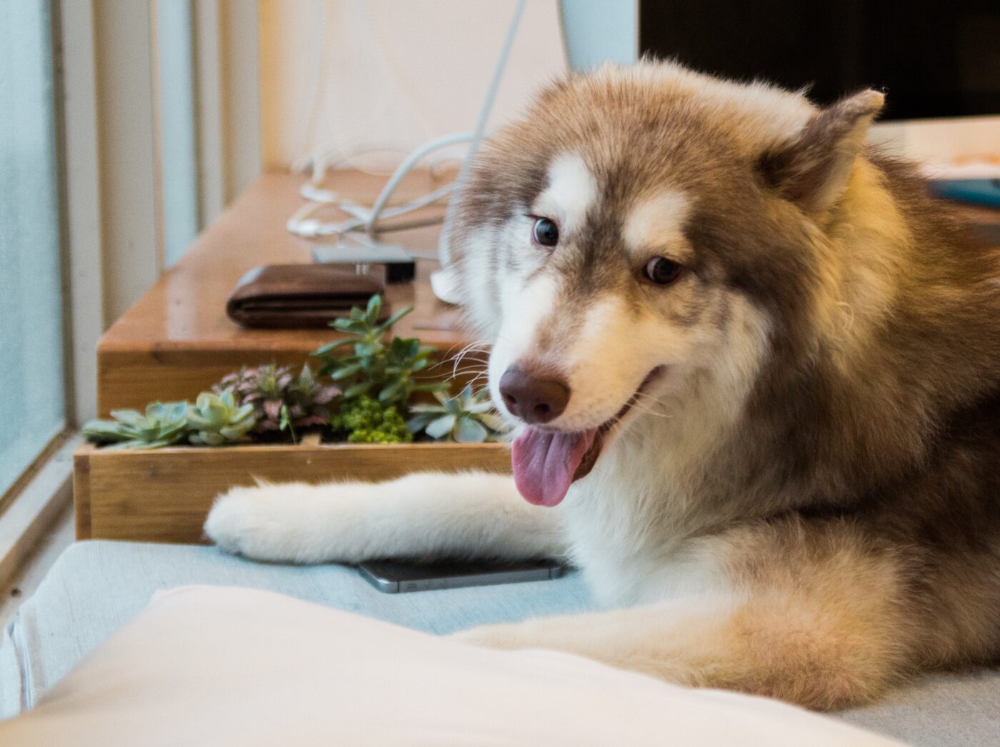 the best eye supplements for your Husky