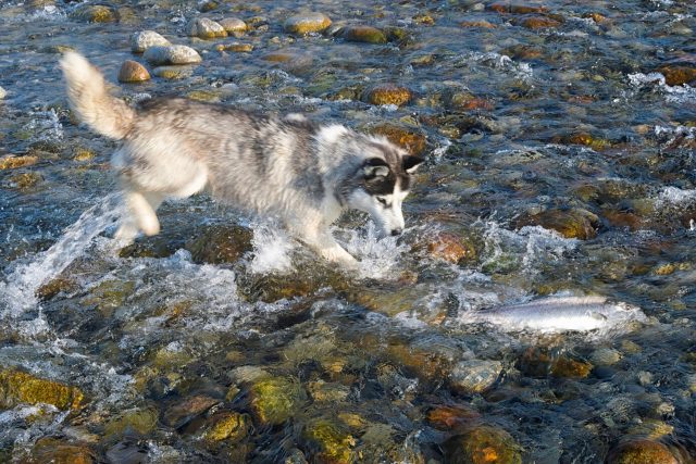 Husky chasing salmon