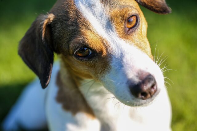 best eye supplements for Jack Russells