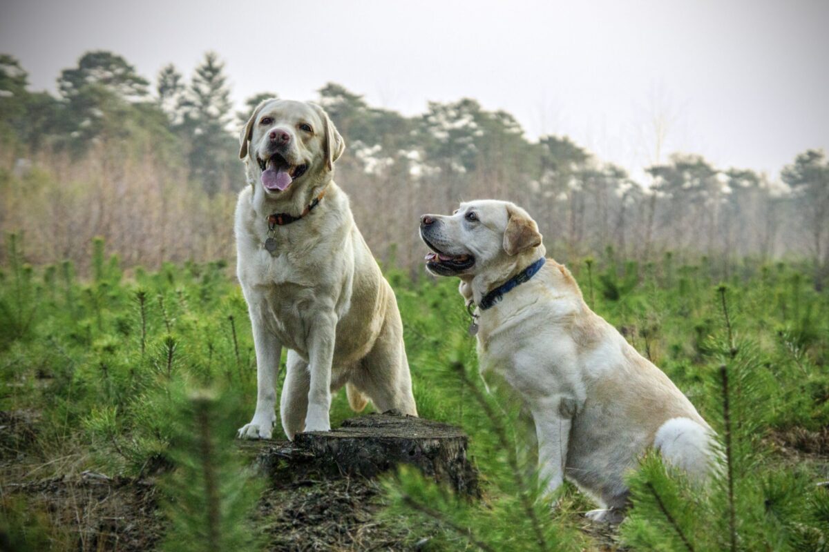 7 Best Dog Weight Loss Supplements for Labs