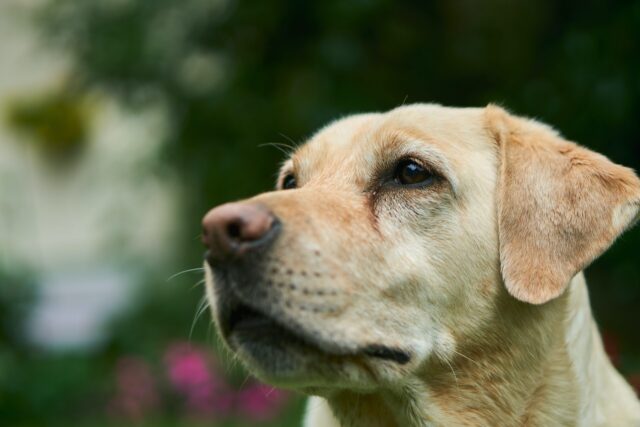 best eye supplements for Labs