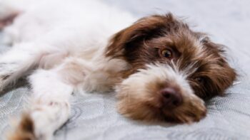 the best eye supplements for your Labradoodle