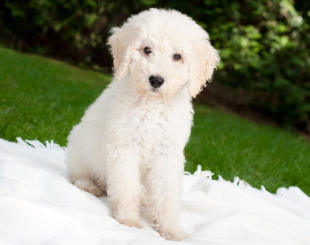 best weight loss supplements for Labradoodles