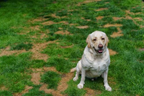 10 Best Grass Saver Products For Dogs - iHeartDogs.com - Is Dried Grass A Good Supplement For Dogs