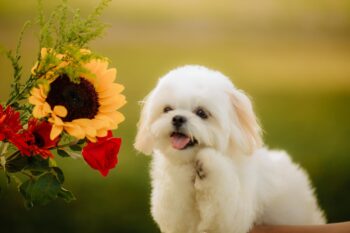 the best eye supplements for your Maltese
