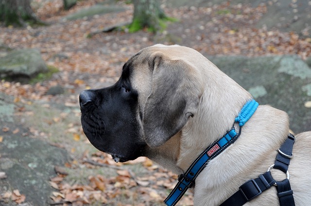Best Mastiff Products For Travel