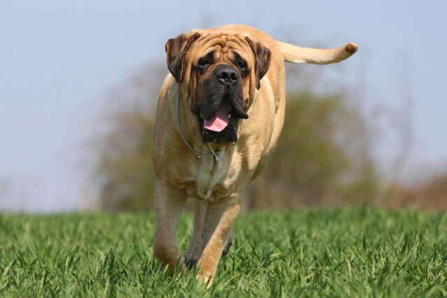 The Best 10 Mastiff Activity Trackers For 2023