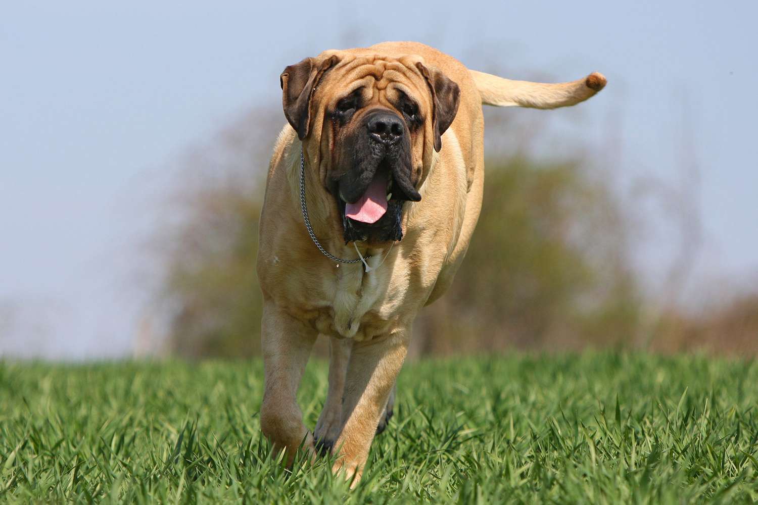 25 Things to Love About Mastiffs