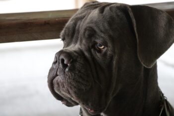 the best eye supplements for your Mastiff