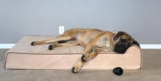 Mastiff on Orthopedic Bed