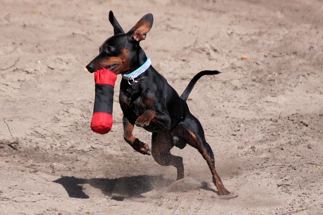 The Best 10 Miniature Pinscher Activity Trackers For 2023