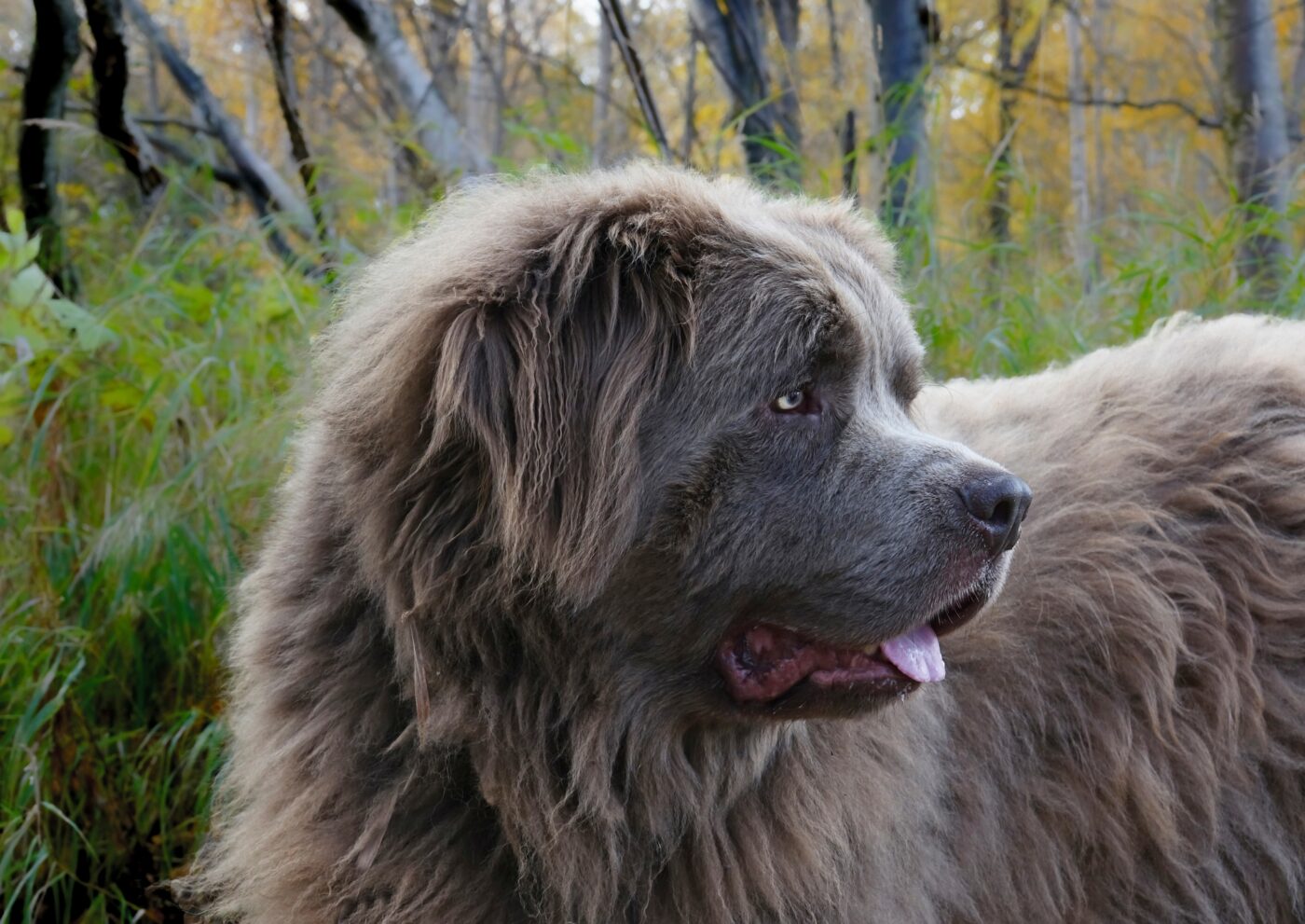 The 10 Most Powerful Dog Breeds in the World