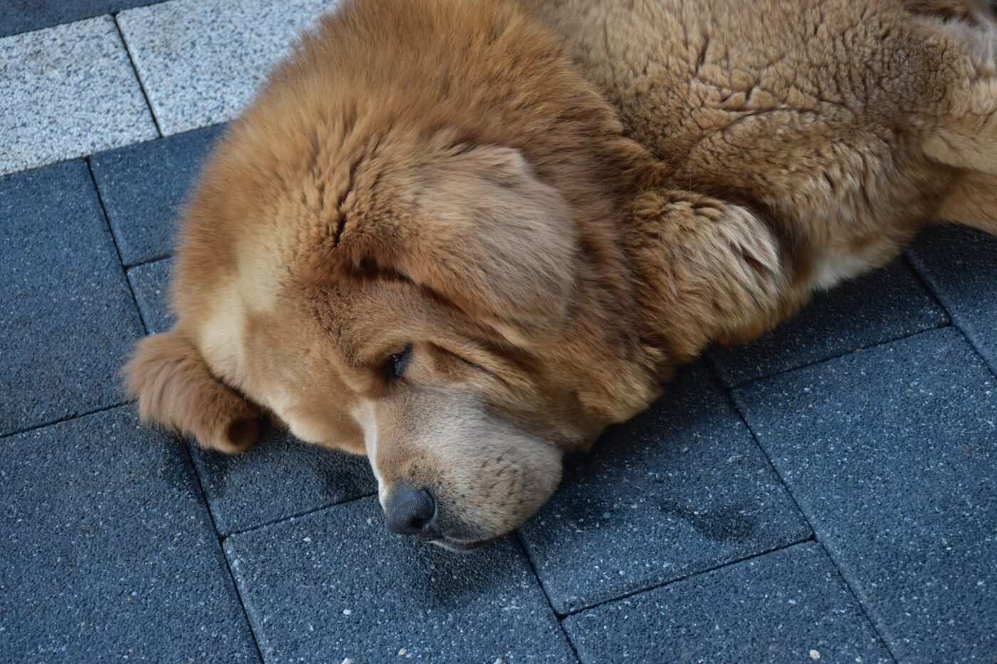 the best eye supplements for your Newfoundland