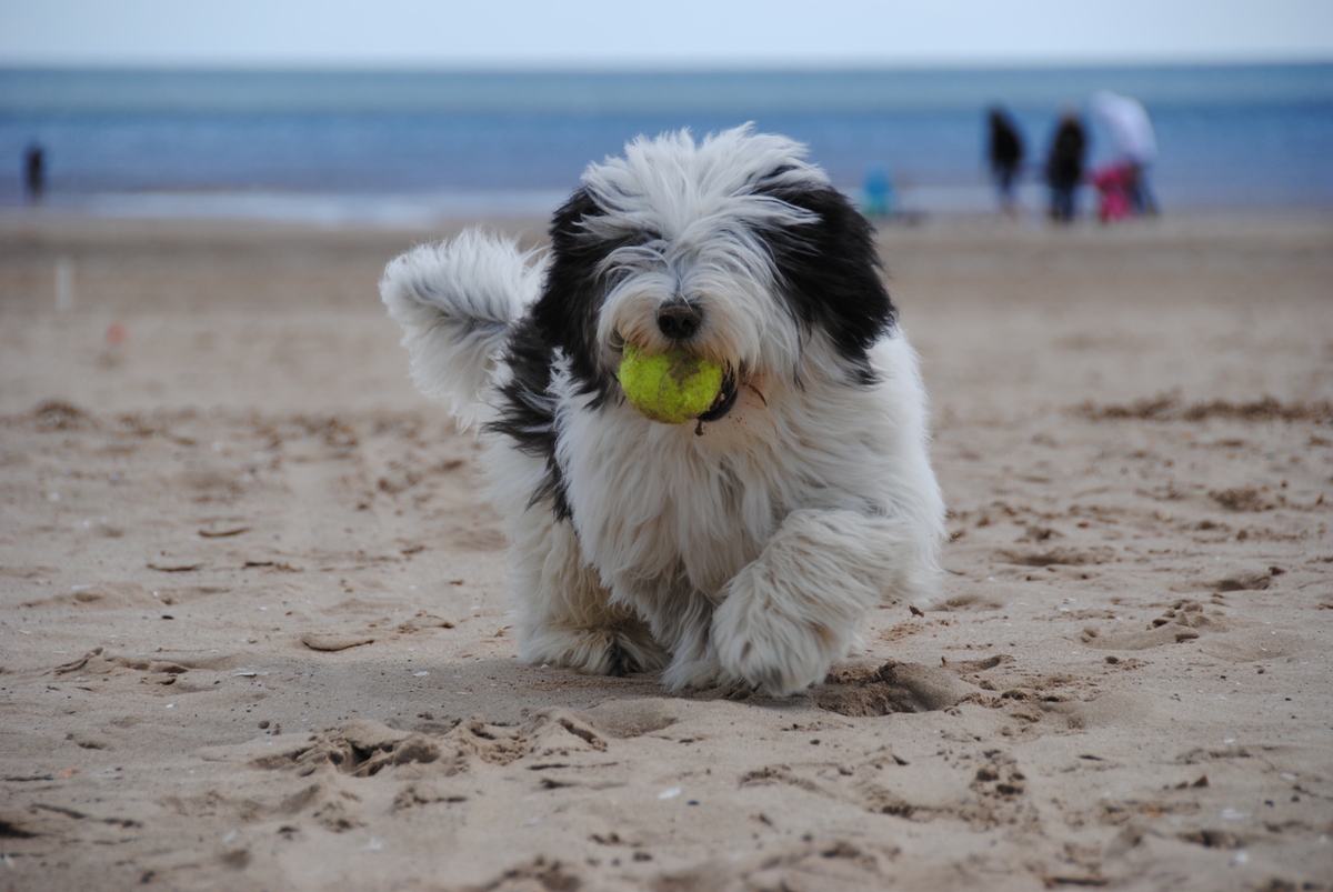 the best eye supplements for your Old English Sheepdog