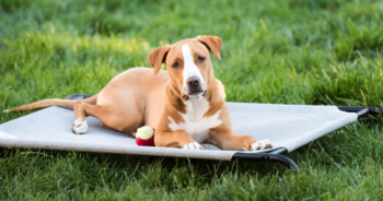PetWireDaily — 11 Best Outdoor Dog Beds