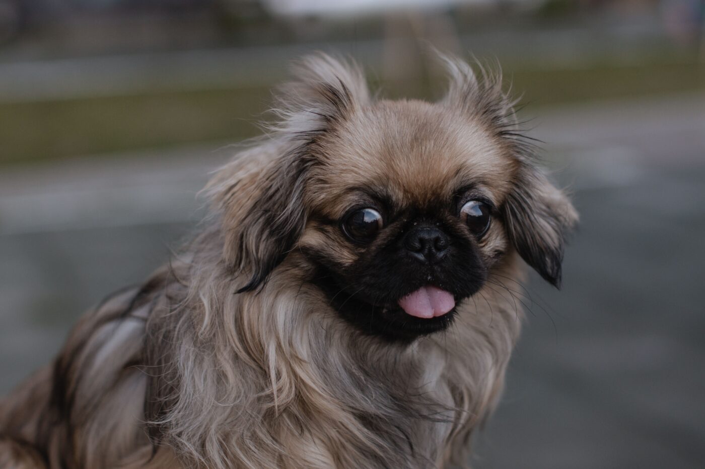 the best eye supplements for your Pekingese