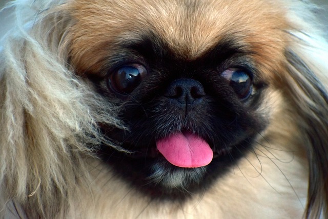 are pekingese noisy