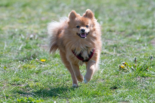 The Best 10 Pomeranian Activity Trackers For 2024
