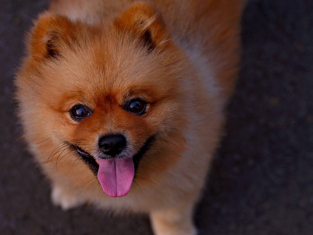 11 Best Pomeranian Dental Chews