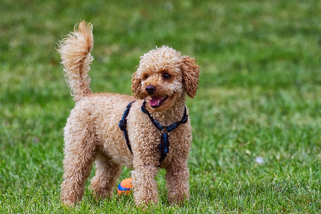 The Best 10 Poodle Activity Trackers For 2023