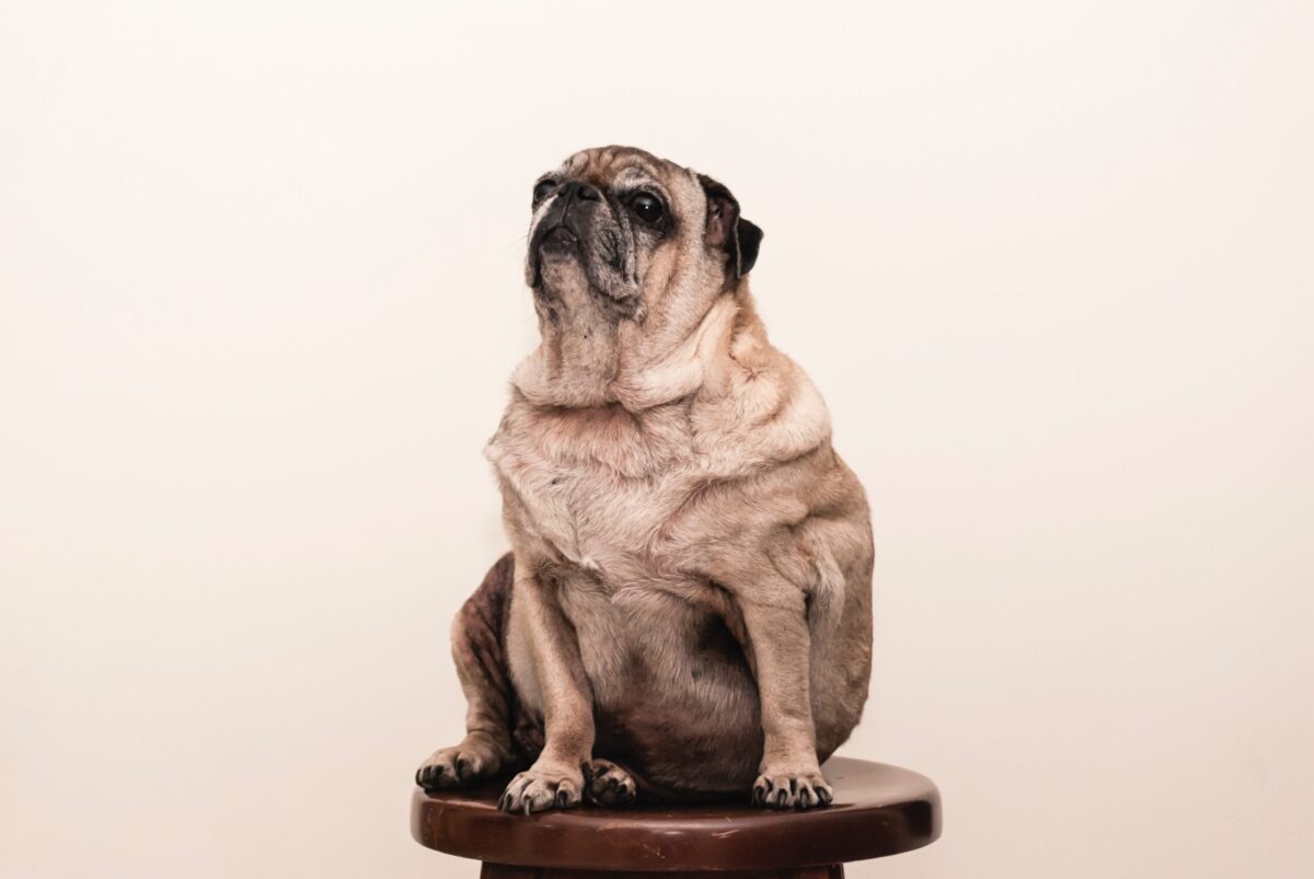 7 Best Dog Weight Loss Supplements for Pugs
