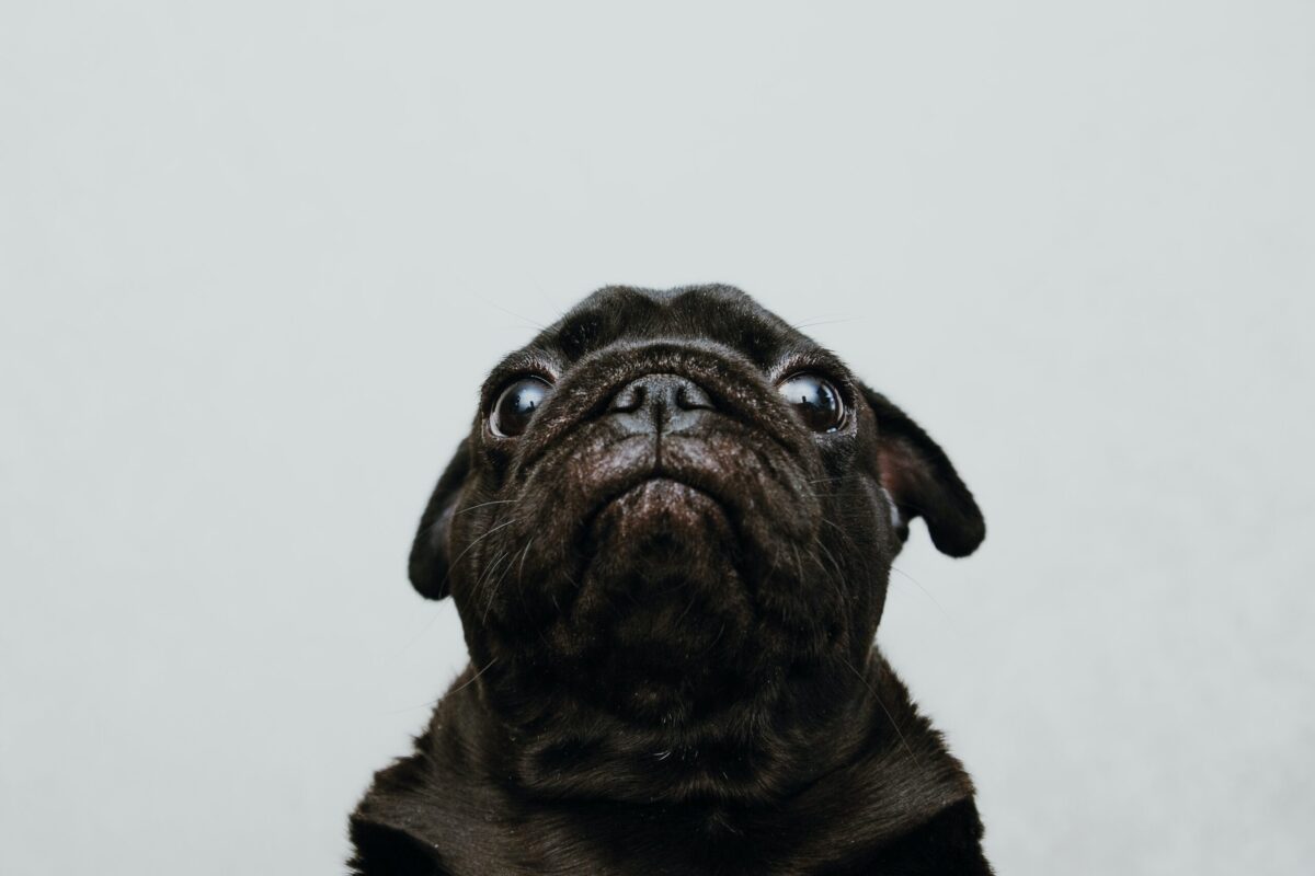 10 Best Eye Supplements for Pugs