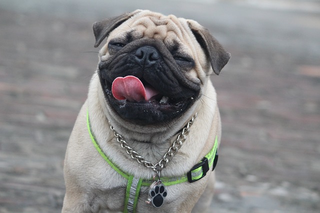 11 Best Pug Dental Chews