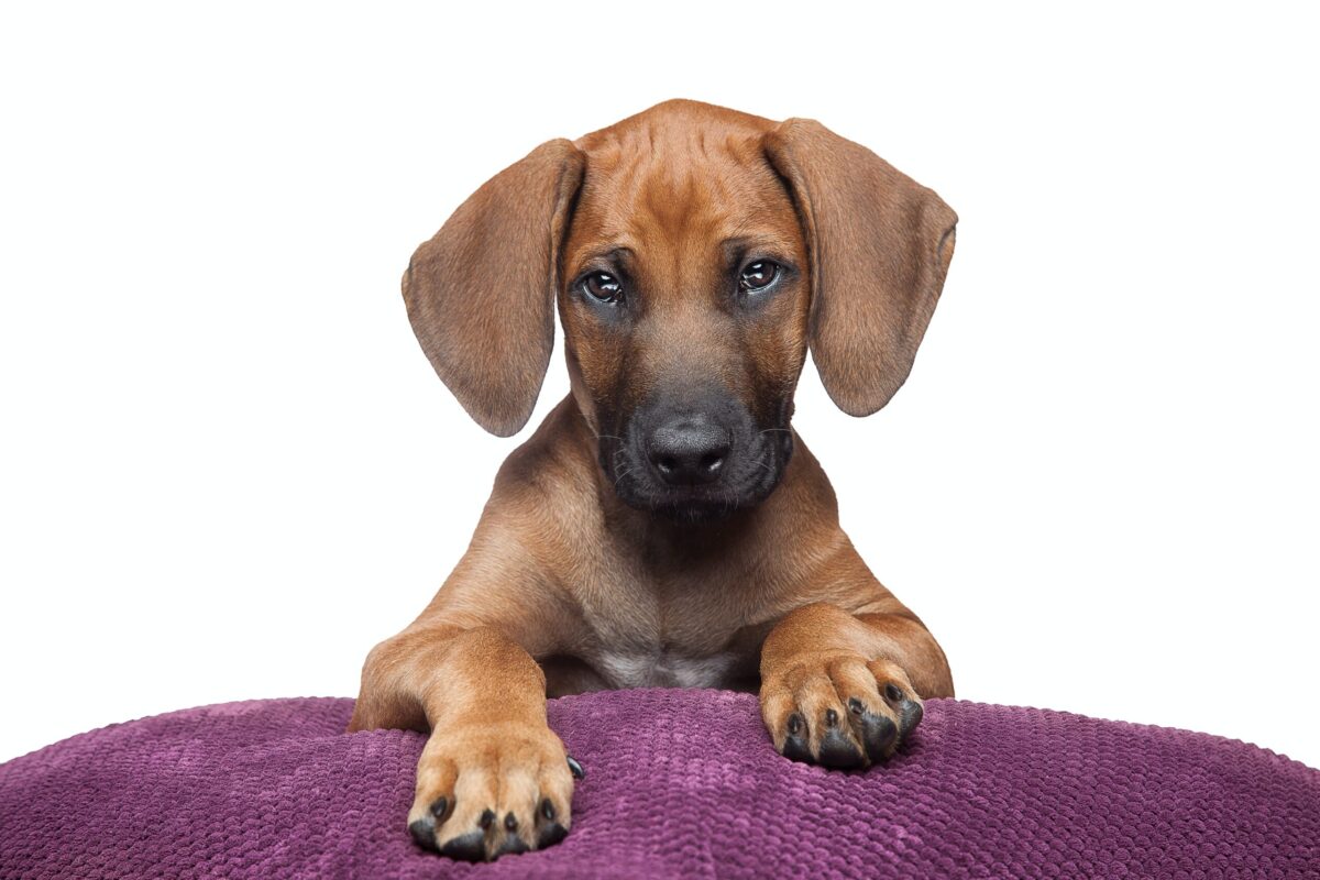 what vitamins can be given to rhodesian ridgeback