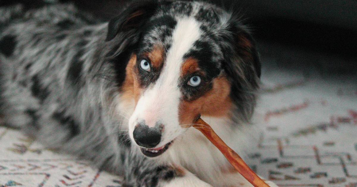 Ripley Collagen Feature