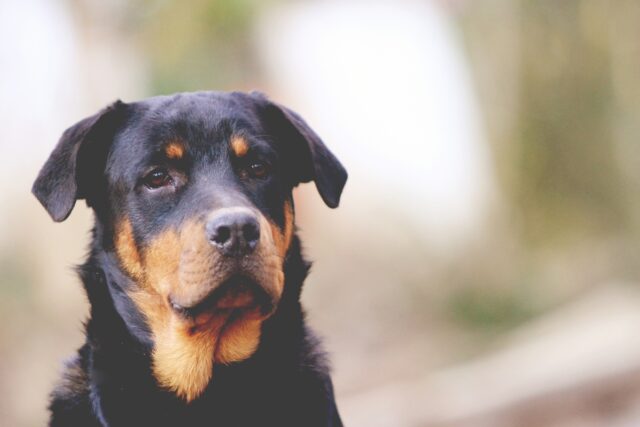 best weight loss supplements for Rottweilers