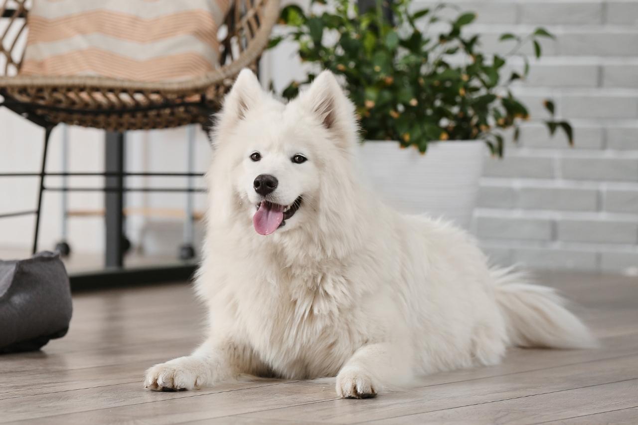 Best dog cameras for Samoyeds