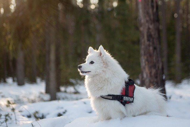 Best Samoyed Products For Travel