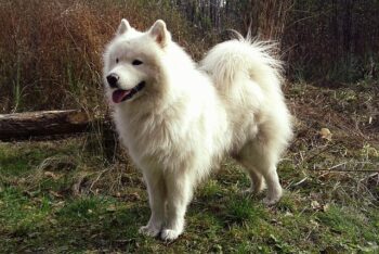 PetWireDaily — The Best 7 Samoyed Activity Trackers For 2026