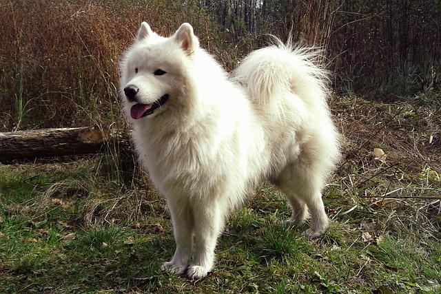 The Best 10 Samoyed Activity Trackers For 2024