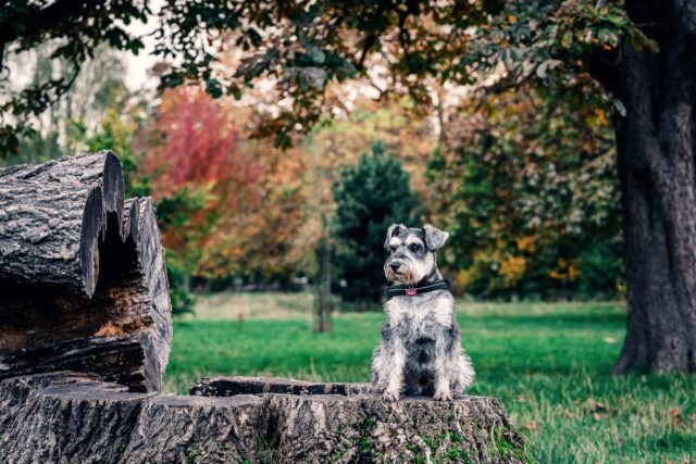 best weight loss supplements for Schnauzers